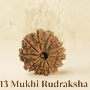 Original Siddh 13 Mukhi Rudraksha